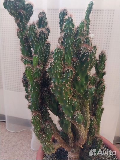 Кактус большой