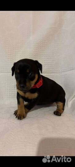 Щенки цвергпинчера