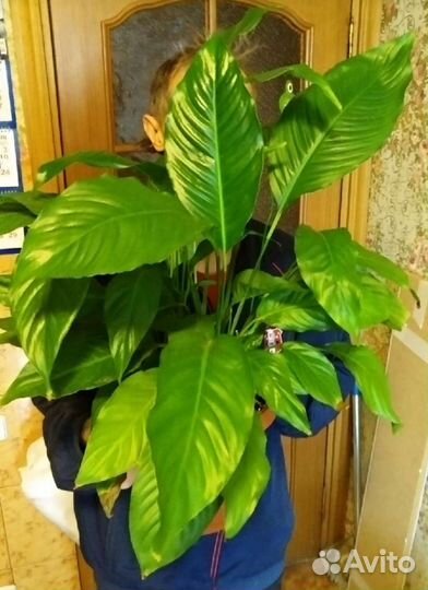 Спатифиллум Лауретта Королевская, Альтернантера