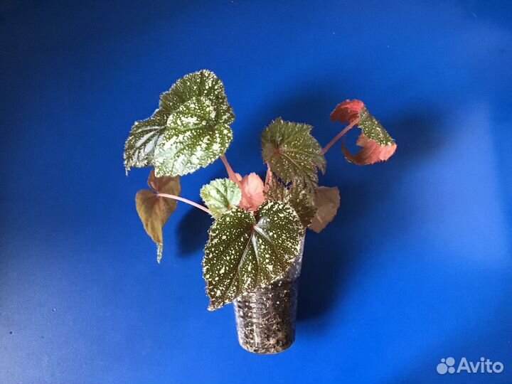 Бегония Грифон (цветок для дома и сада)