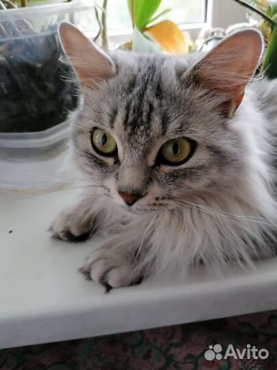 Отдается в добрые руки кошка