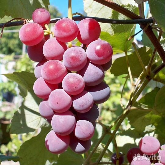 Виноград Лидия саженцы