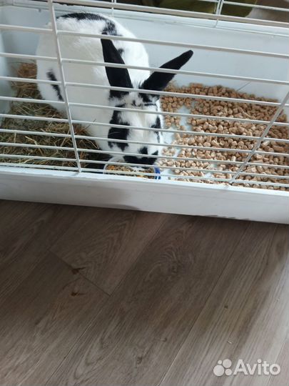 Декоративные карликовые