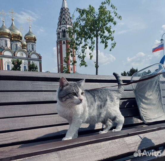 Василий не хочет обратно на улицу