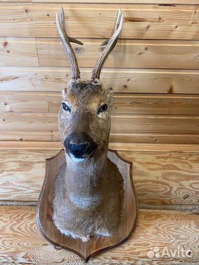 Чучело касули