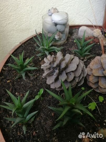 Комнатные цветы