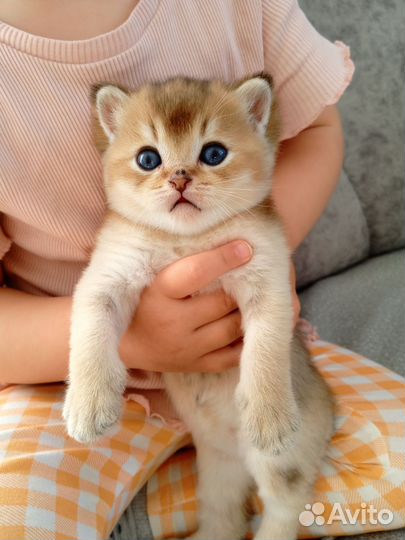 Шотландская