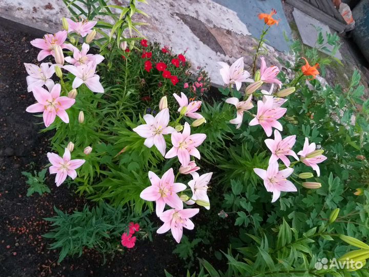 Лилии, хосты 3х сортов