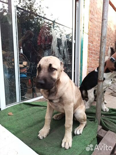 Среднеазиатская овчарка сао Алабай