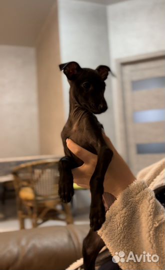 Левретка мальчик