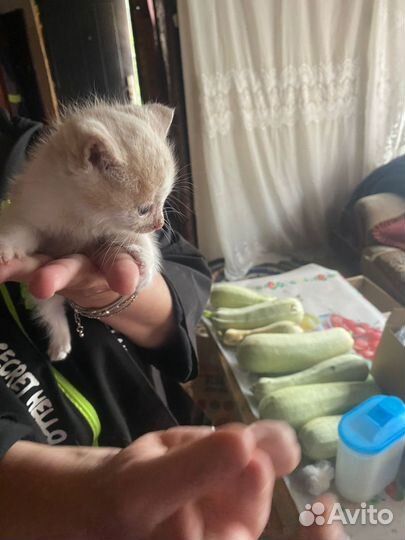 Домашние животные котята