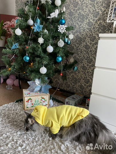 Одежда для собак и кошек