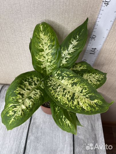 Диффенбахия комнатные цветы