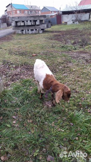 Козел Англо-Нубийский на племя 9 месяцев