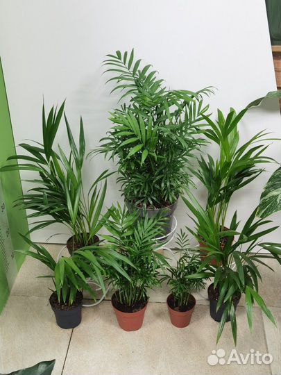 Пальма Хамедорея Элеганс, комнатные растения