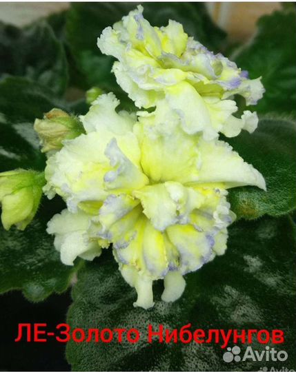 Фиалки (лист с/срез)