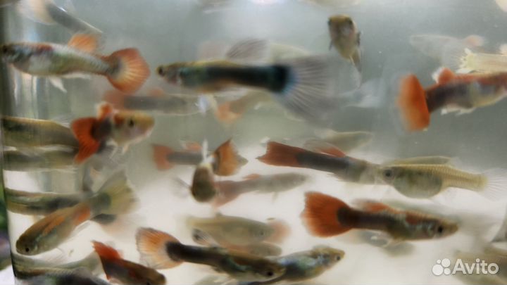 Живая рыба
