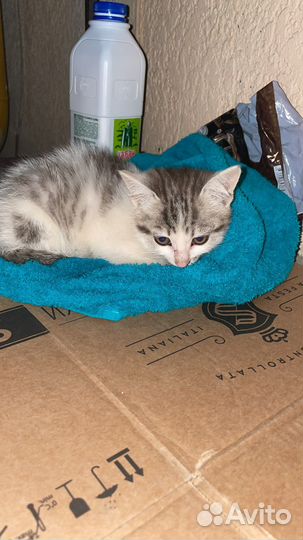Кошка в дар