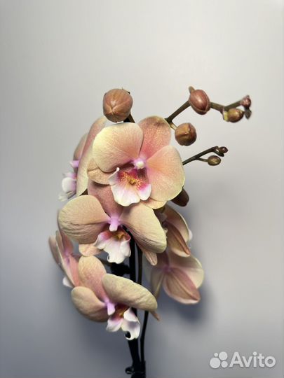 Орхидея фаленопсис