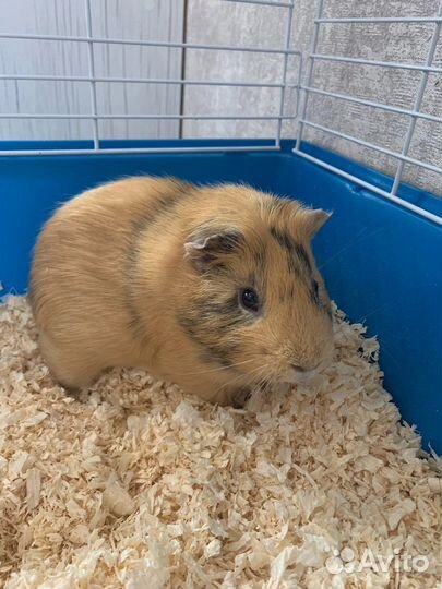 Морская свинка