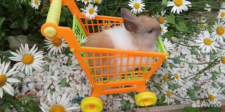 Супер мини карлики