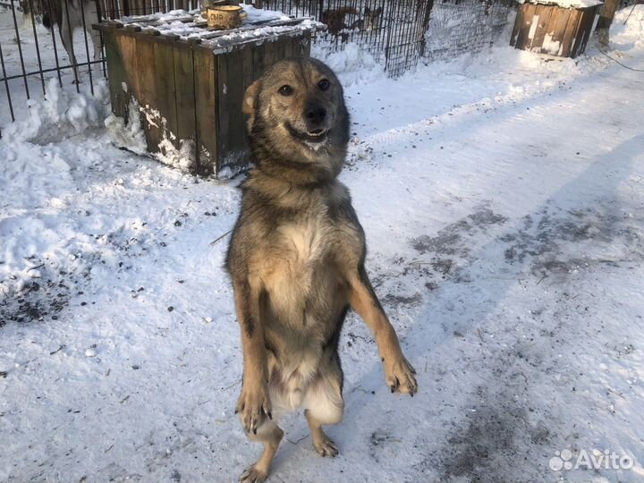 Очень классный пес