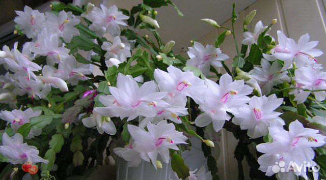 Цветок декабрист