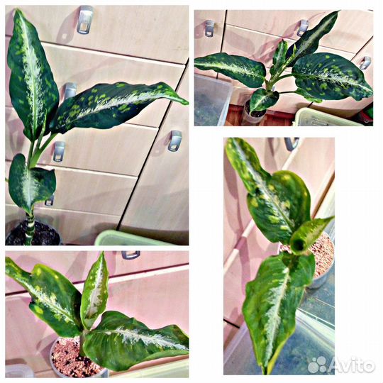 Продам очень красивые и редкие сорта диффенбахий