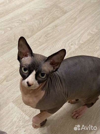 Донской сфинкс