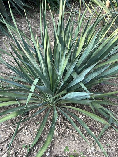 Пальмы Юка (8 шт.)от 300 за 1куст