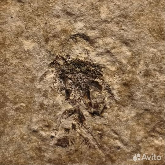 Отпечатки рыбы акантоды, 350 млн лет