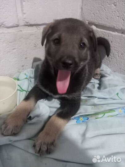 Отдам бесплатно щенки