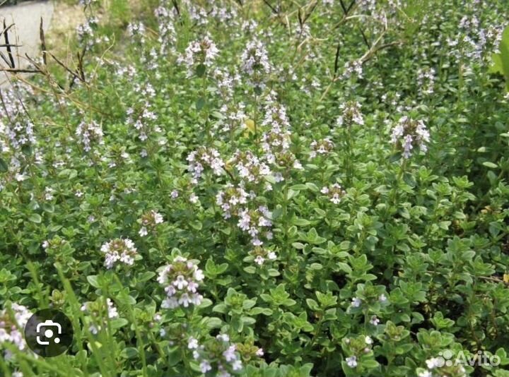 Тимьян- Чабрец Мистик Лемон