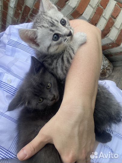 Котята в добрые руки мальчики