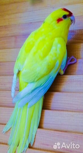 Попугай какарик 2,5 мес