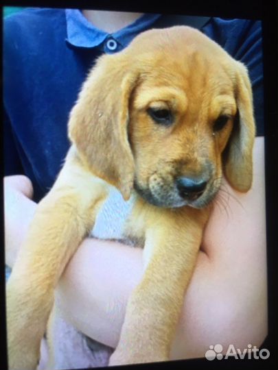 Щенки бигль