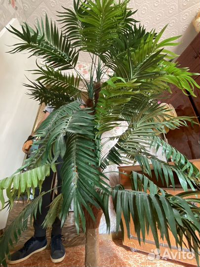 Пальма более 150 см