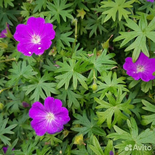 Герань садовая многолетняя