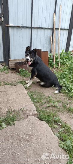 Собака в добрые руки отдам бесплатно