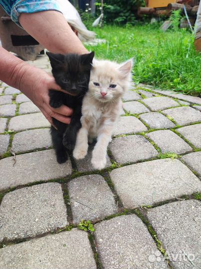 Котята в добрые руки
