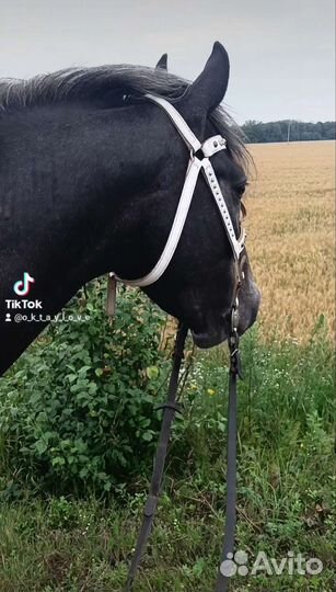 Верховая езда