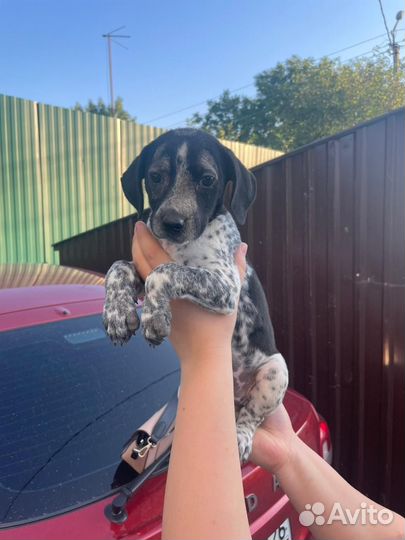 В добрые руки