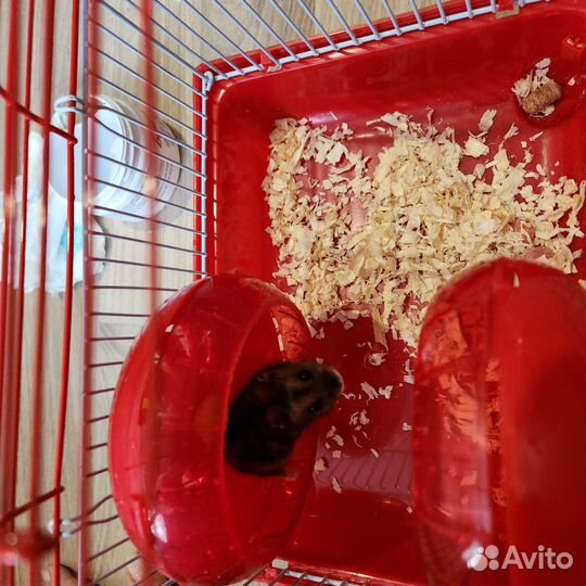 Джунгарский хомяк