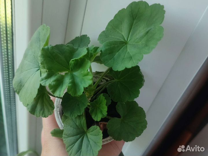 Пеларгония душистая (герань)