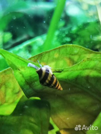 Улитка хелена