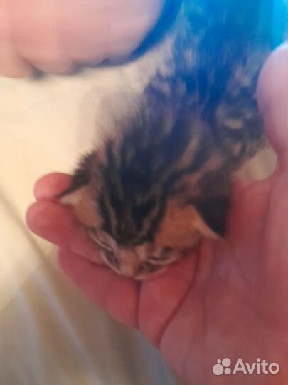 Бенгальские котята