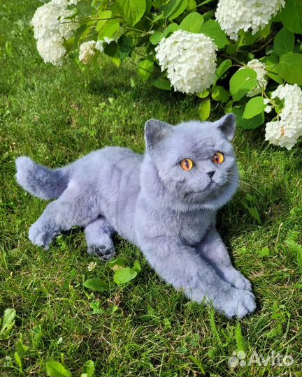 Кот британец игрушка