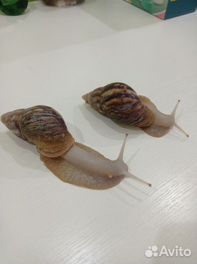 Улитки ахатины