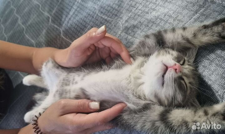 Милейший котёнок
