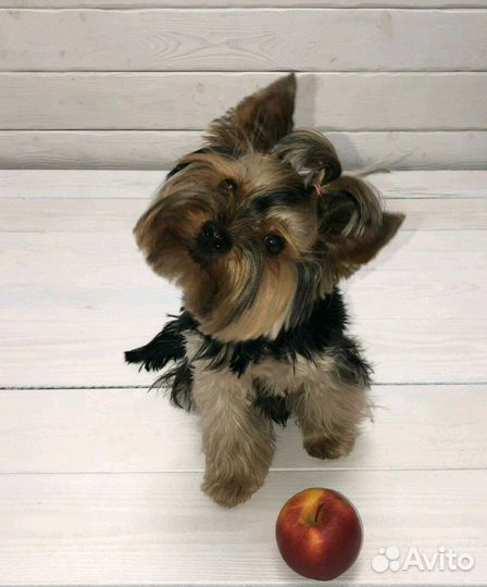 Вязка йоркширский терьер